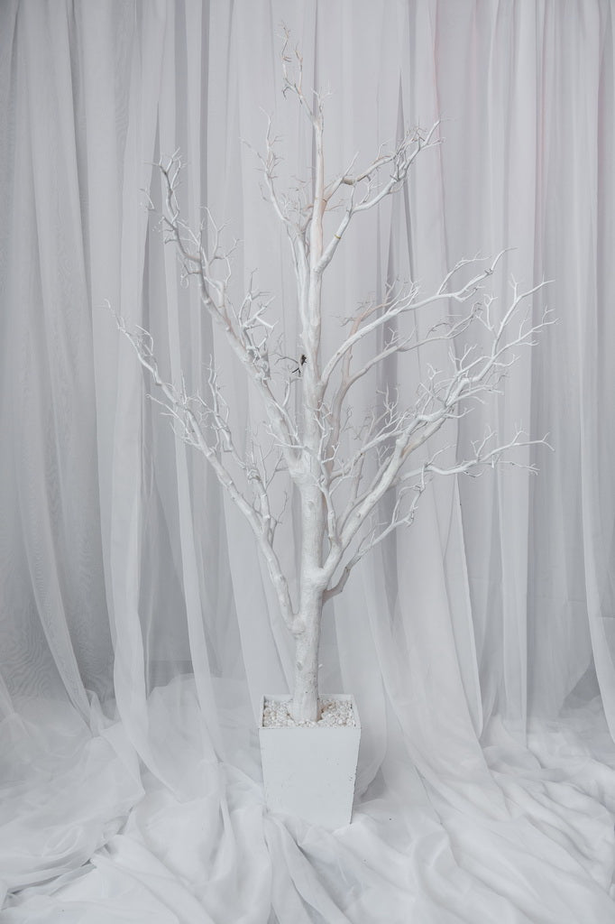 6' tall white manzanita trees