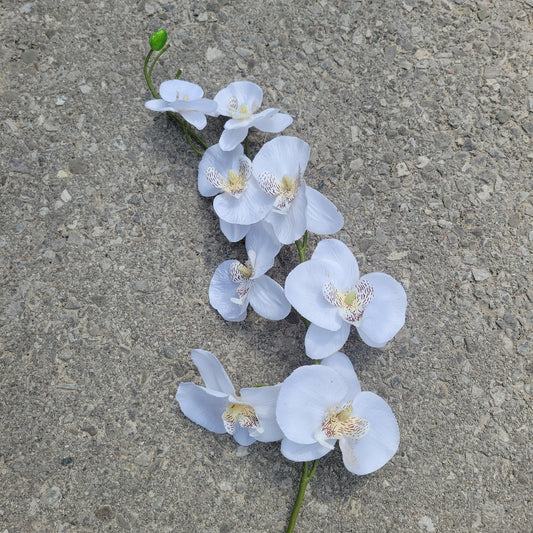 white orchid stems