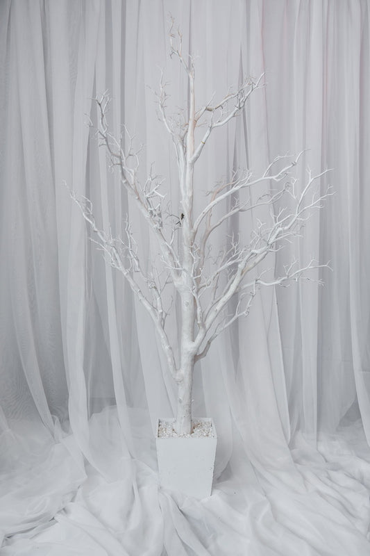6' tall white manzanita trees